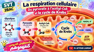 🧬 Après la glycolyse… où va le pyruvate ? | Acétyl-CoA & Cycle de Krebs – 2BAC