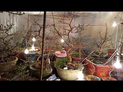 kết thúc quá trình ủ nhiệt cho cây mai vàng miền Bắc xem nụ để biết hoa có nở đúng dịp Tết không