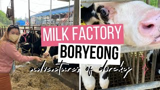Adventures of Dorcky: Seeing a one day old cow in Boryeong
