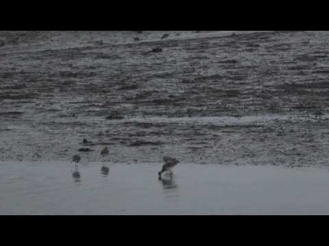 Natuur in Zeeland: vijf soorten steltlopers in de Oosterschelde