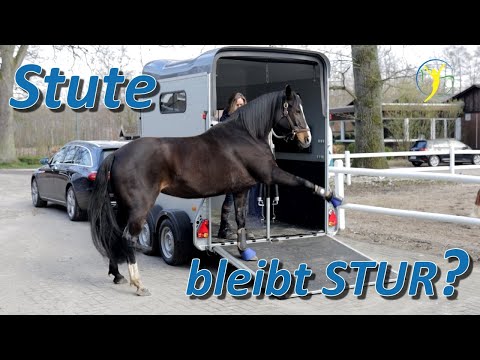 Sture Stute ohne Einsicht? Führt Training von Candy noch zum Erfolg? Teil 2/2 der Pferde Doku