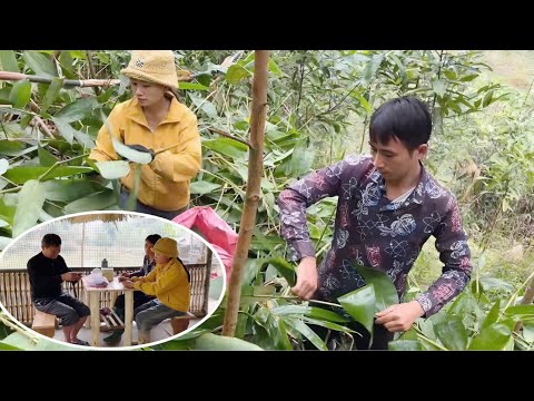 TU harvested giang leaves to sell, and then used the money to buy gifts for his father