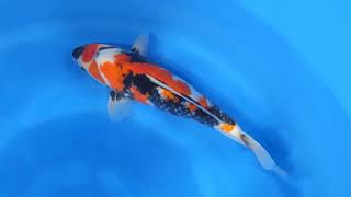 video van Showa SH-V24-011776