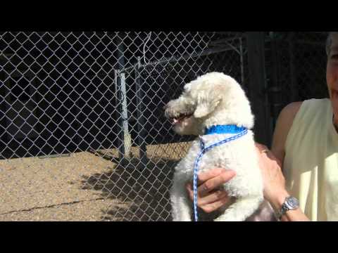 Olmi, an adopted Poodle in Houston, TX_image-1