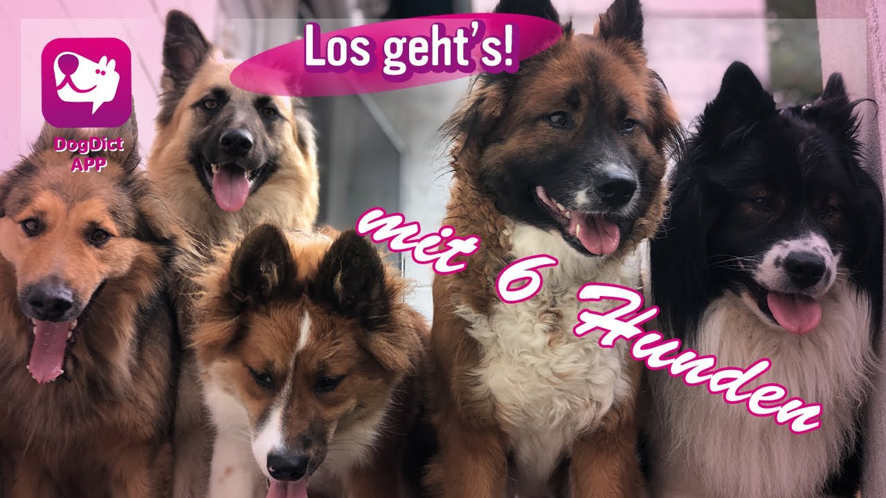 Folge 02: Los gehts! Hundetrainerin Alex Angrick an Bord