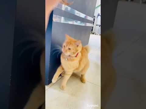 Manika🐈❤️😘🥰 #cat #catlover #cute