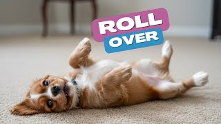 How to Teach a Dog to Roll Over | How to Teach a Puppy to Roll Over