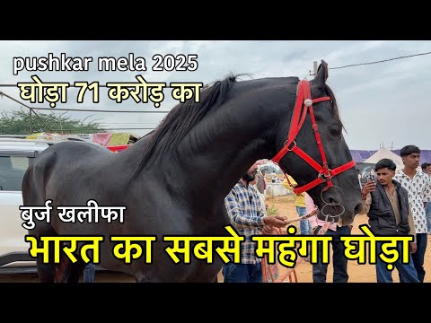 पुष्कर की धरती पर आया 71 करोड़ का ख़ूँखार घोड़ा | marwadi horse burj khalifa | Pushkar mela 2025