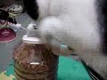 Un gatito bien inteligente