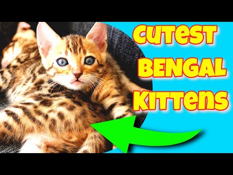 Bengal Kitten | Bengal Cat Tips