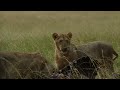 PRIDE OF LIONS HUNTING A BUFFALO IN MAASAI MARA KENYA AFRICA