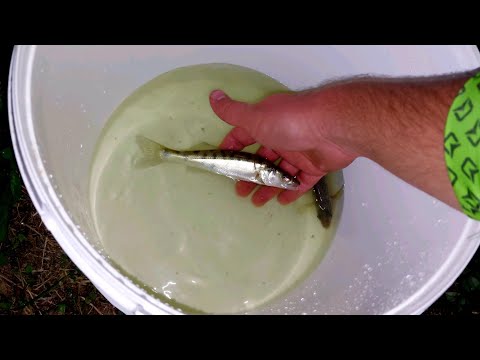 POPULARITY IN THE GARDEN POND WITH 2 NEW FISH 😁🐟 #fishing 🎣