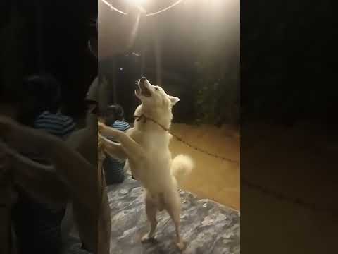 dog is dancing #dog#shorts
