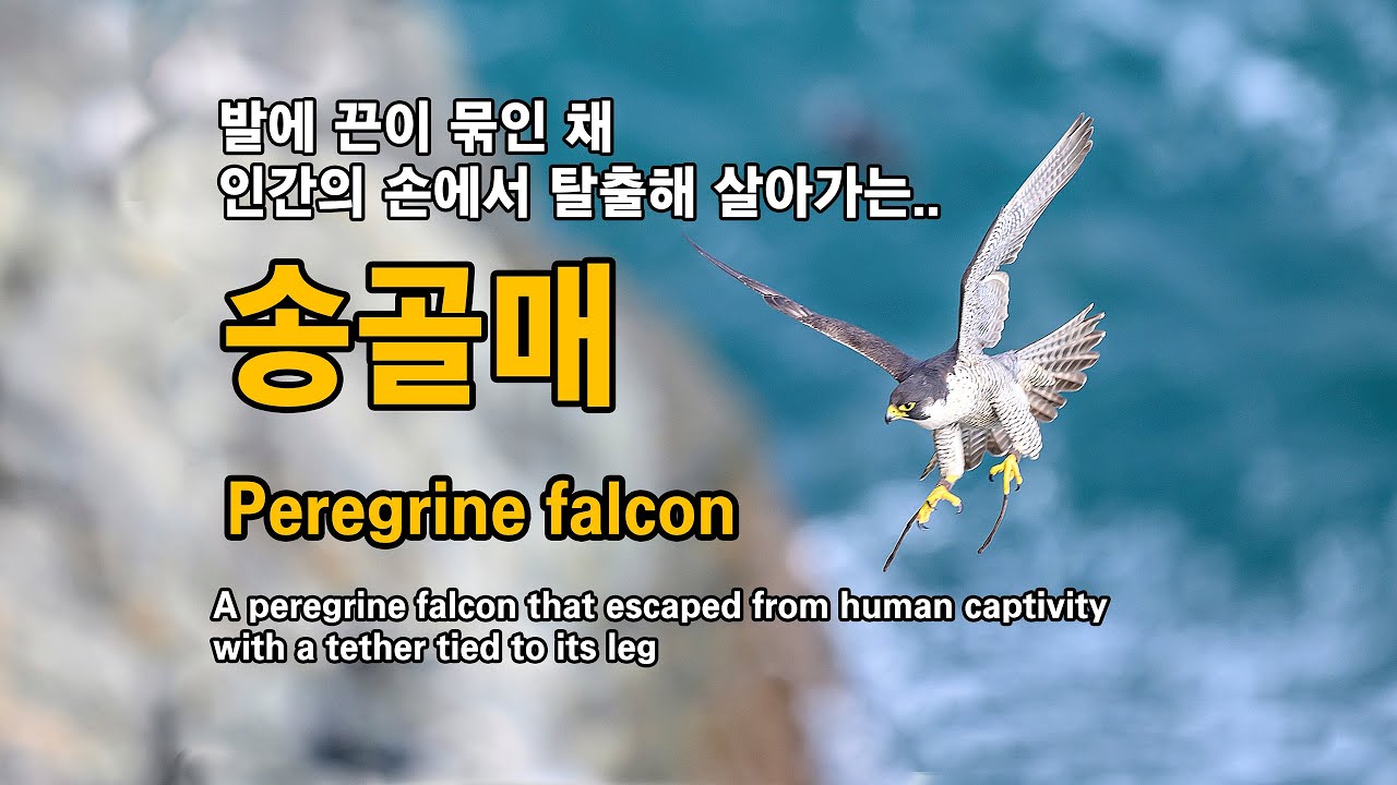 탈출한 송골매 유튜브 썸네일