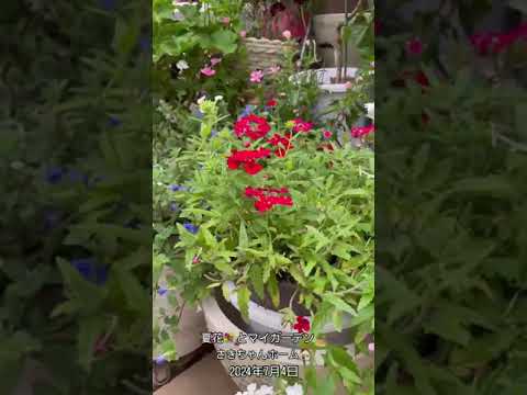 バラの茂みにあるヒルガオを自然に取り除く方法は？この 4 つの動作が彼の最大の敵です。  庭園