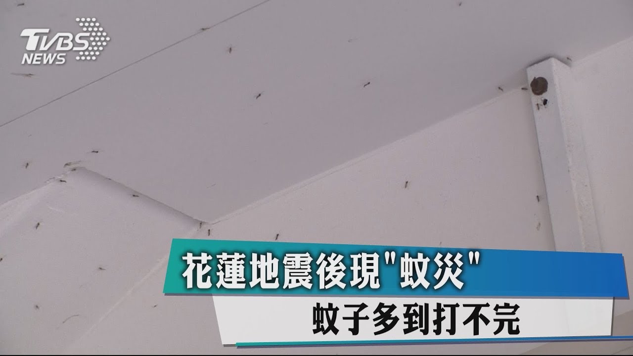 花蓮地震後現「蚊災」　蚊子多到打不完