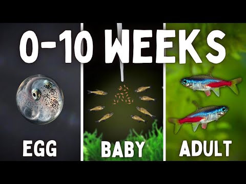 Full Lifecycle of a Neon Tetra (Egg to Adult)