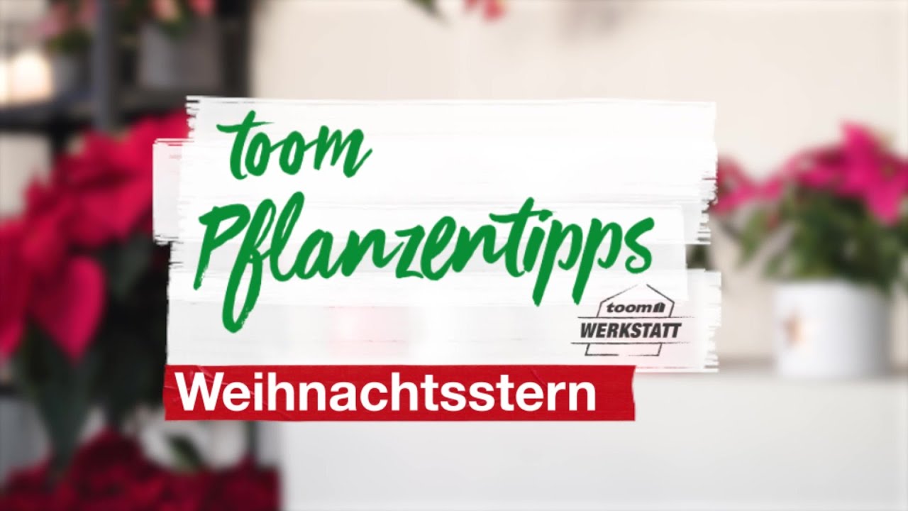 Weihnachtsstern: Standort, Pflege & Tipps | toom Baumarkt