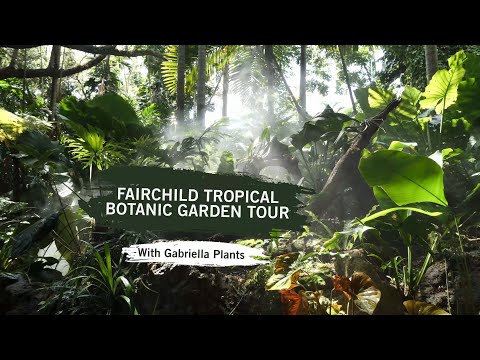 Exploring Fairchild Tropical Botanic Garden with Brett Weiss (Gabriella Plants)