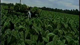 Harvest time in Tillsonburg