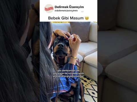 Göz Damlasından Korkan Rottweiler 🥹 #köpek #dog #shorts