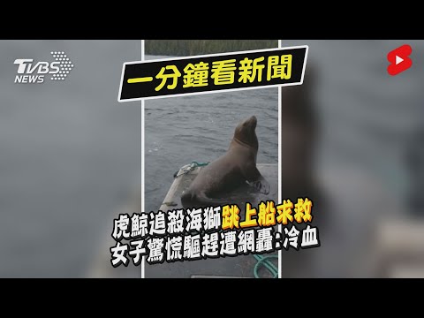 虎鯨追殺海獅跳上船求救　女子驚慌驅趕遭網轟:冷血｜TVBS新聞｜擠看看 #Shorts
