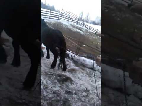 Cai grei .o mica demonstratie