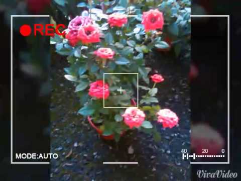 A trip to buy flowers.......SMS SALEHA....FORM 1