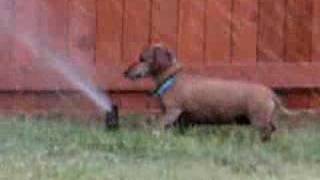 Dachshund Attacks Sprinkler Head