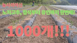 농사의 여신표 노지고추!! 정식부터 유인까지 한번에!! 고추 농사 잘 짓는 법!