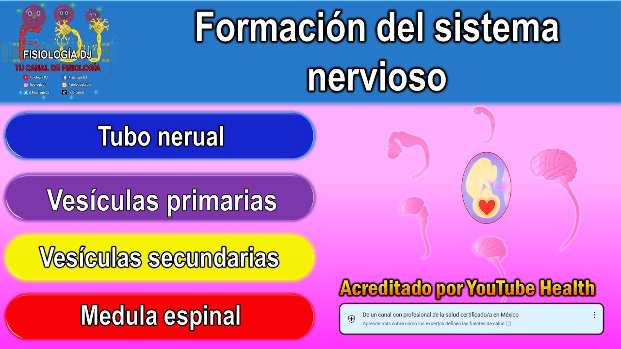 Desarrollo embrionario del sistema nervioso | Embriología del sistema nervioso