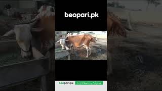 Beopari.pk | Buy and sell Animals easily