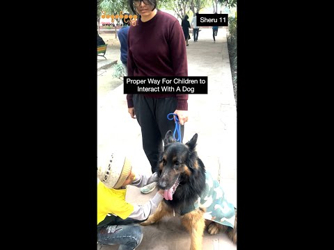 Sheru 11. Proper Way For Children To Interact With A Dog.