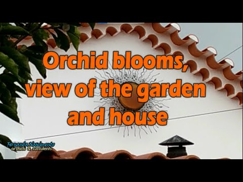 , title : '#GrowitforJosh Orchid blooms, view of the garden and house LEGENDAS em PORTUGUÊS'