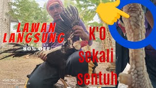 Download lagu Chickens hit nerves, hit electric shocks, these are the signs.... Check if your chickens have the... mp3