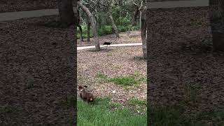 Video preview image #1 Dachshund Puppy For Sale in San Antonio, TX, USA