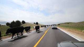 preview picture of video '23 May 2012 cows on Nebraska highway during storm chase'