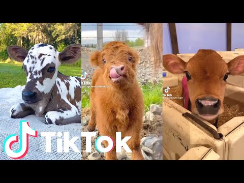 Les vaches les plus mignons et les plus drôles ! 🥰 compilation de tik tok de vaches drôles et mignonnes | animaux