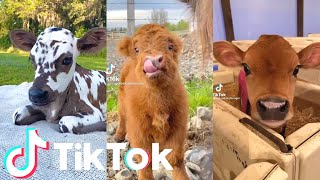 Les vaches les plus mignons et les plus drôles ! 🥰 compilation de tik tok de vaches drôles et mignonnes | animaux