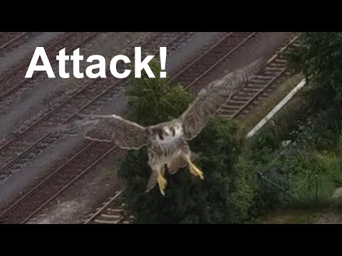 Falcon attacks drone