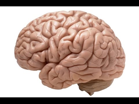 total phänomenal - Das Gehirn [Doku HD]