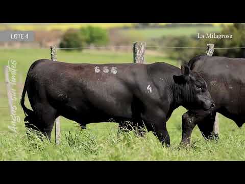 LOTE 4 LM 686 COURAGE CONFIDENCE 30 – 693 NAP TAMBOR 52 – 727 NAP TAMBOR 127