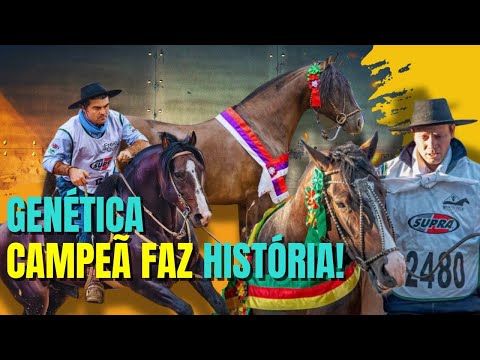 In the Crioulo Horse stage, Cabanha Cala Bassa wins in the Freio de Ouro and Morfologia