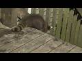RACCOON BABY GONE MISSING