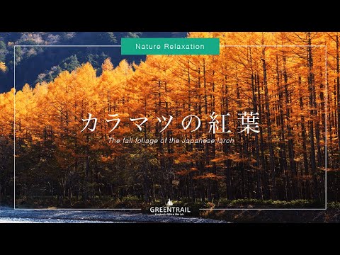 【上高地公式】4k映像 「カラマツの紅葉に染まる上高地 」Japan Alups Kamikochi ・The fall foliage of the Japanese larch