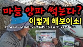 양파, 마늘 뿌리에 곰팡이균을 없애야!  If garlic and onions are rotting, use…