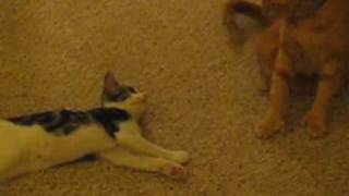 Kitten vs Polydactyl Lion battle number 2