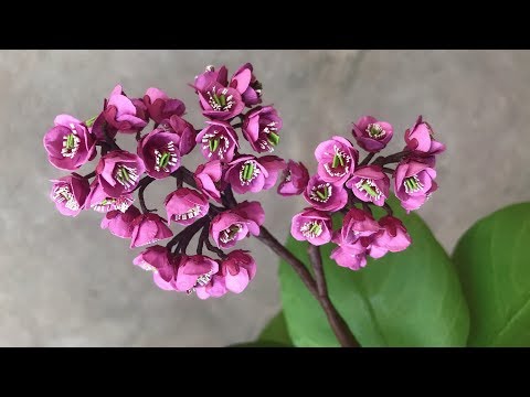 ABC TV | How To Make Bergenia Paper Flower | Flower Die Cuts - Craft Tutorial