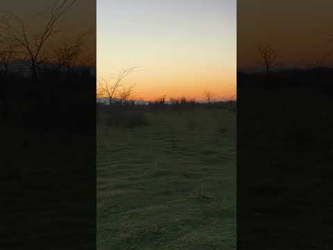 Evening hunting for woodcock. #woodcock #12gauge #shotgun