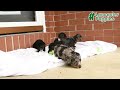Miniature Dachshund dogs for sale: Dot  - Video 1